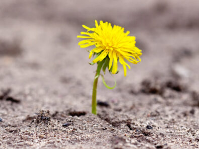 ein Löwenzahn kämpft sich den Weg durch trockenen Boden