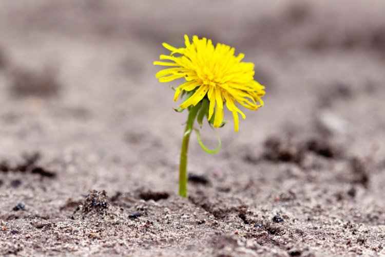 ein Löwenzahn kämpft sich den Weg durch trockenen Boden