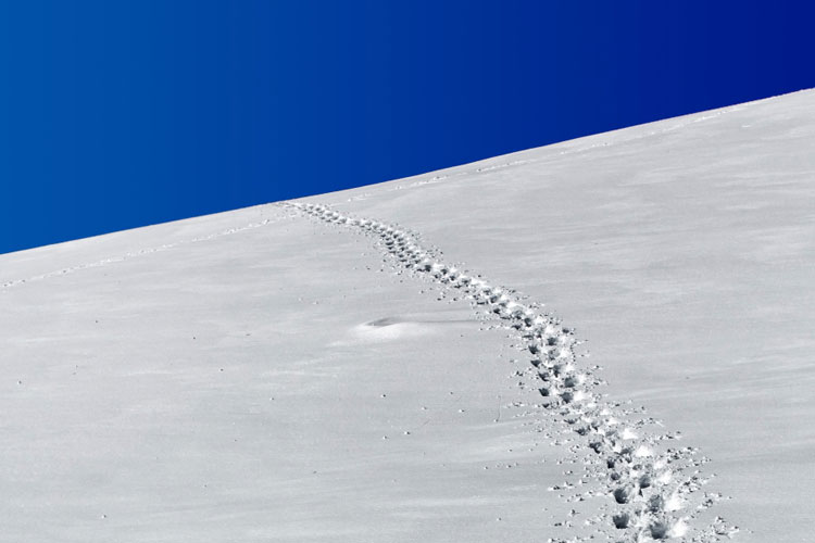 Spuren im Schnee Richtung Neuland